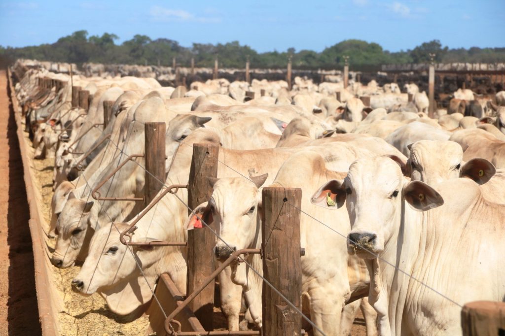 Quantidade de bois é quase oito vezes maior que a população humana no Tocantins, diz IBGE