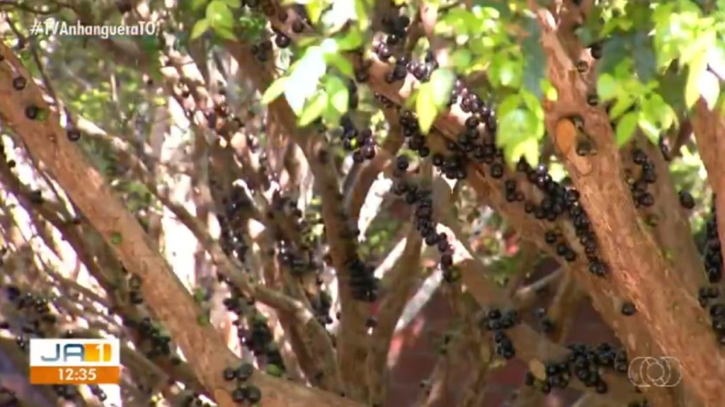 Com início da colheita, pomares de jabuticaba estão abertos para visitação em Taquaruçu
