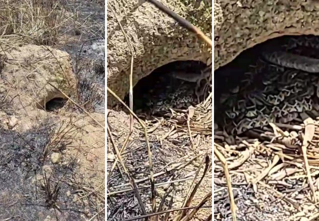 Passeio, 14 filhotes de cobra e susto: o que se sabe sobre o ninho de cascavéis achado por criança