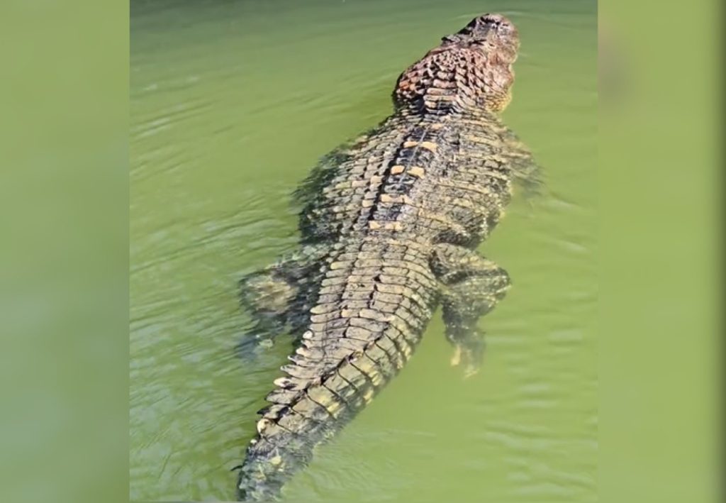 Jacaré gigante ganha nome e fama de ‘estimação’ por pescador em ilha no TO