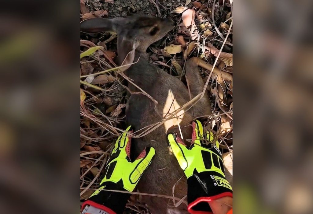 Filhote de veado-mateiro ‘chora’ durante resgate, mas não resiste e morre; VÍDEO